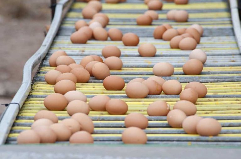 Egg conveyor belt. This is a crucial part to cleaning during poultry house turnaround cleaning.