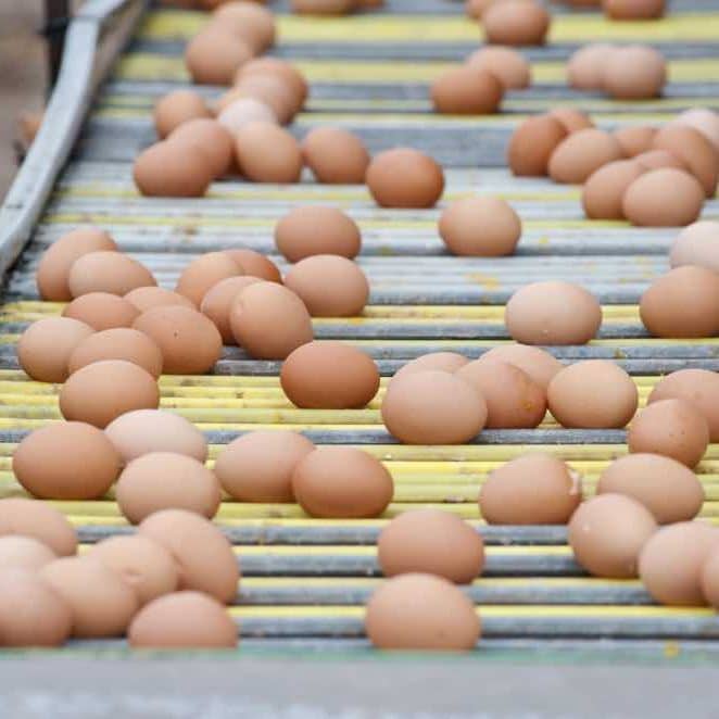 Egg conveyor belt. This is a crucial part to cleaning during poultry house turnaround cleaning.
